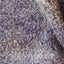 Tapis Berbere marocain pure laine 210 x 190 cm - AFKliving